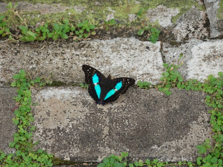 Iguazu -butterfly